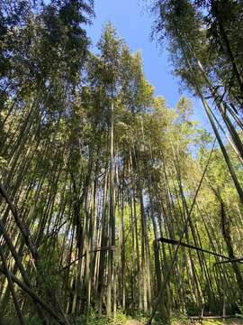 Image of Japanese timber bamboo