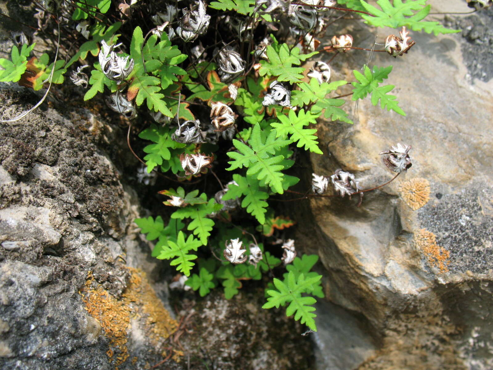 Image of <i>Aleuritopteris <i>argentea</i></i> var. argentea