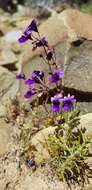 Sivun Nemesia chrysolopha Diels kuva