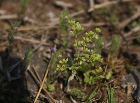 Image de Hoppea dichotoma Hayne ex Willd.