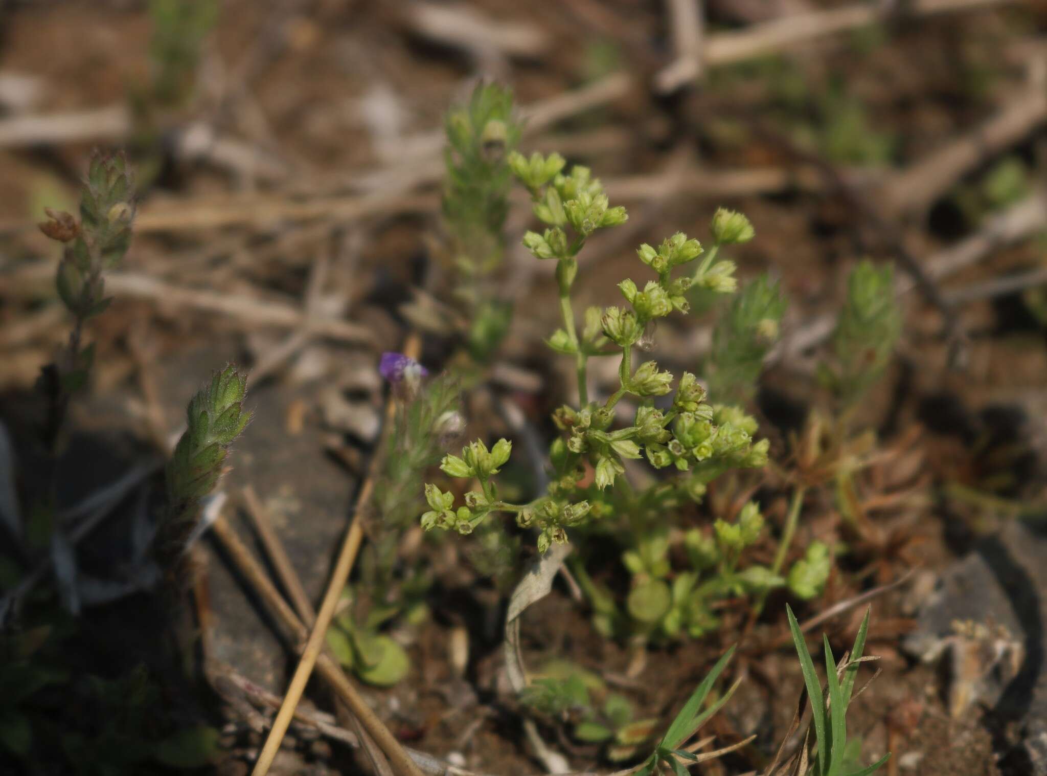 Image of Hoppea dichotoma Hayne ex Willd.