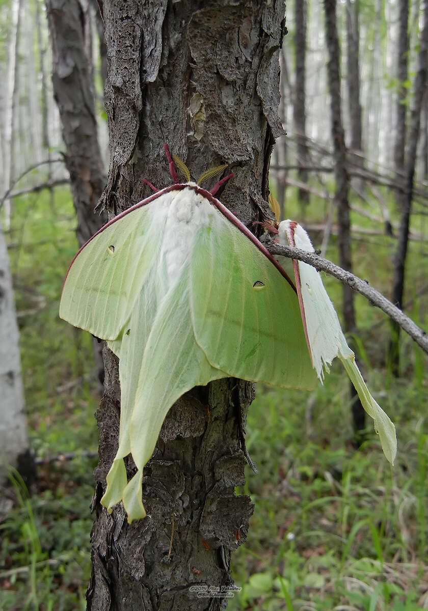 Image of Actias artemis (Bremer & Grey 1853)