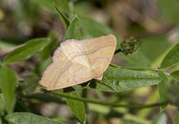 Rhodostrophia calabra Petagna 1787 resmi