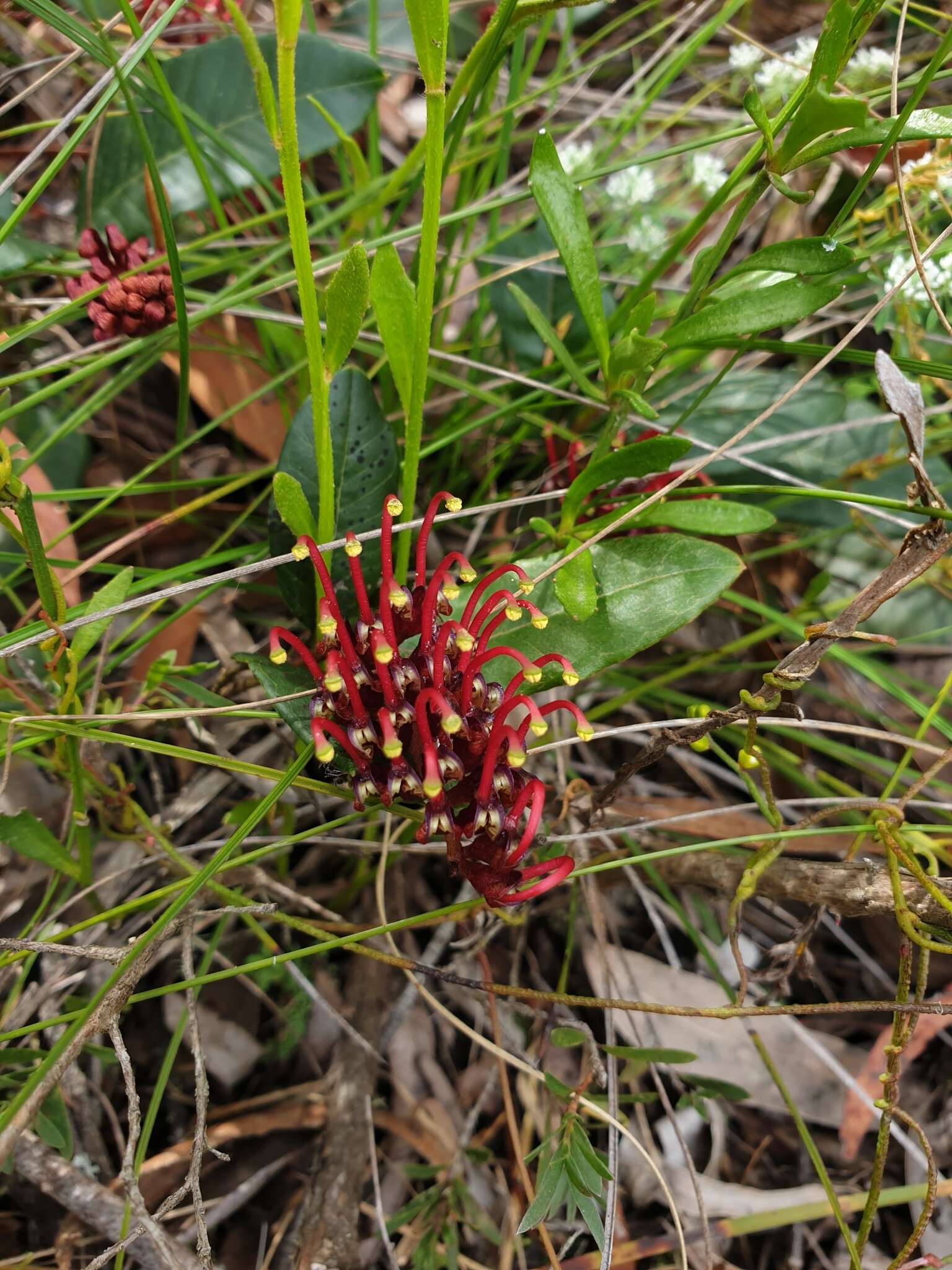 Image of Grevillea laurifolia Sieber ex Meissn.