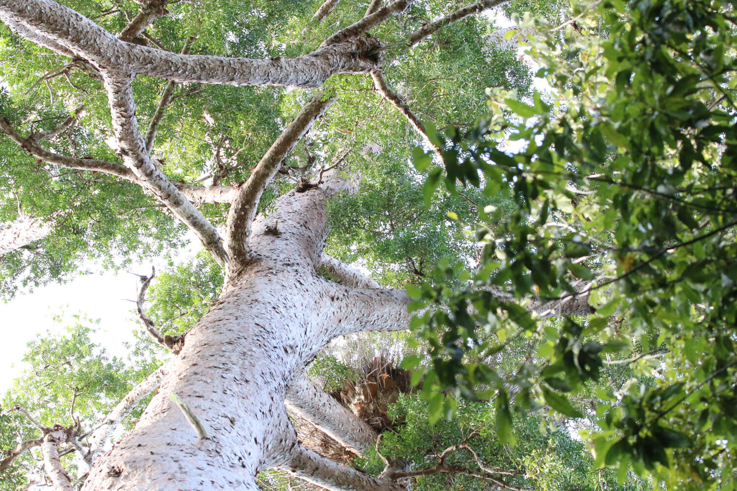 Image of Atherton Kauri Pine