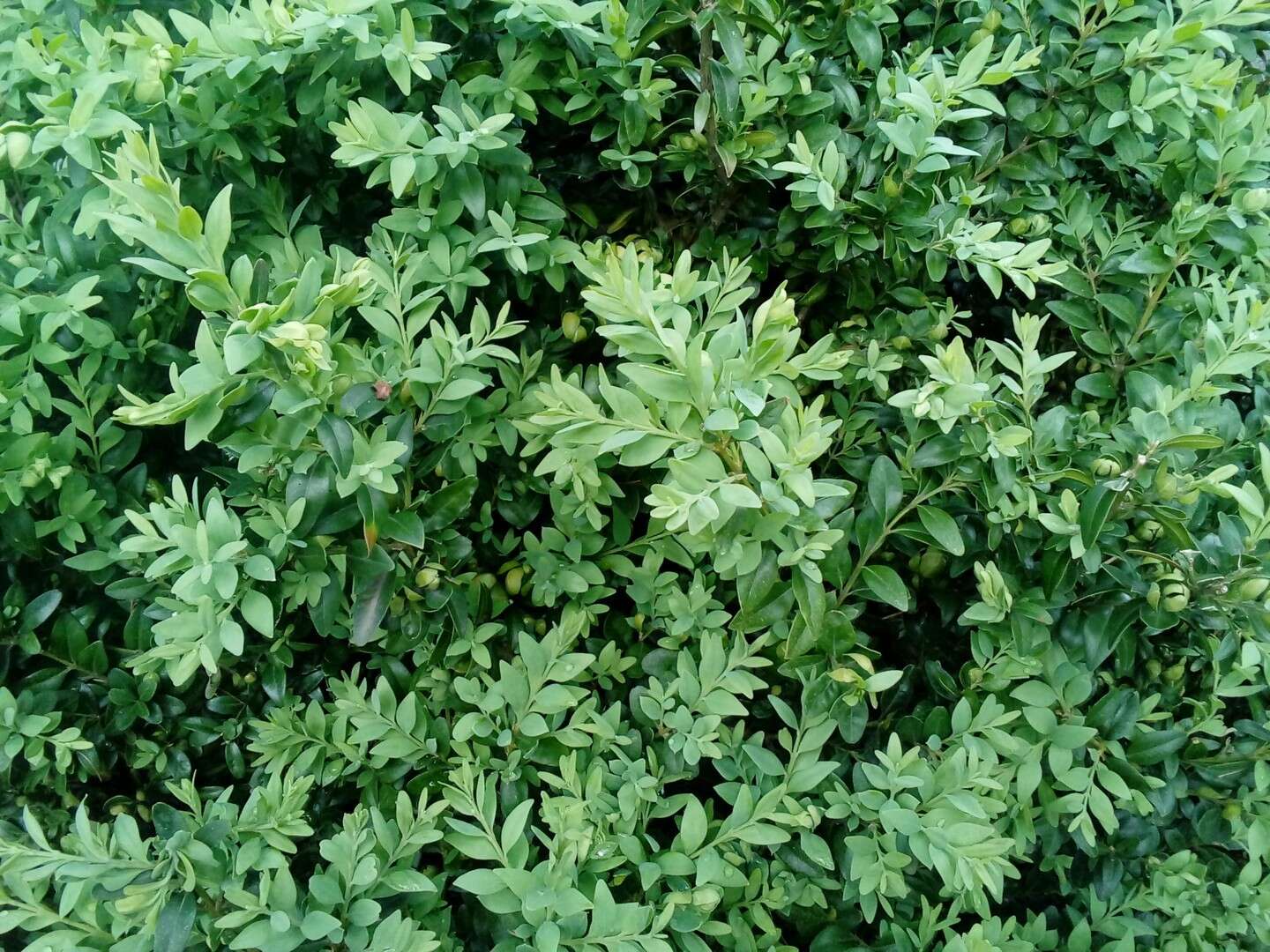 Sivun Buxus sempervirens L. kuva