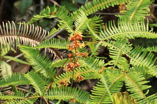 Image of Manotes griffoniana Baill.