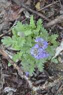 Image de Phacelia lyallii (A. Gray) Rydb.