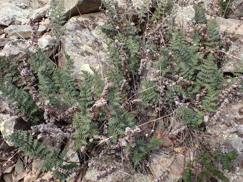 Image of Paragymnopteris marantae subsp. marantae