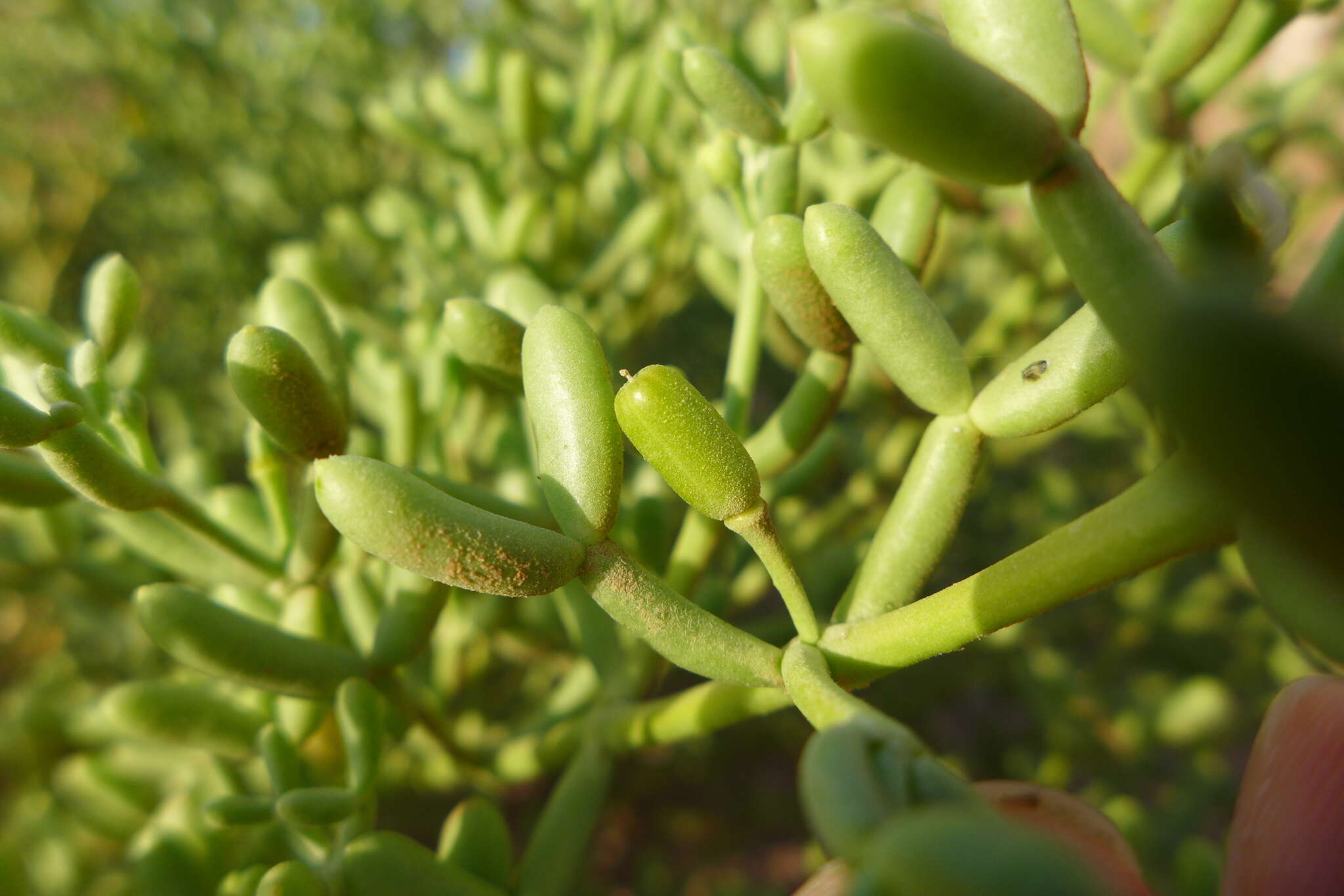 Image of Tetraena coccinea (L.) Beier & Thulin