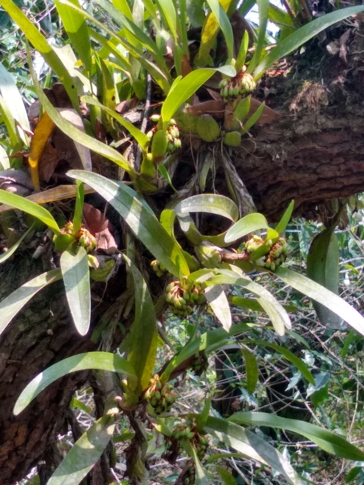 Image of Maxillaria densa Lindl.