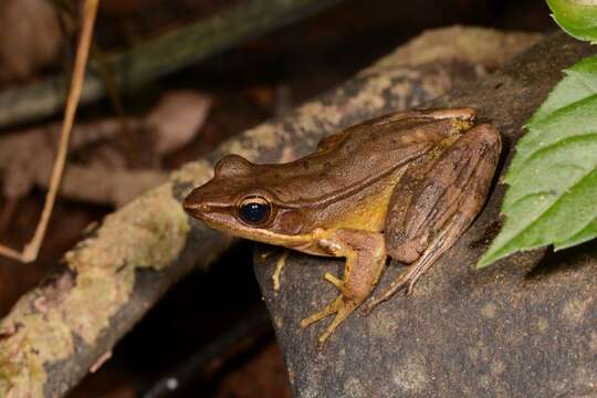 Image de Indosylvirana aurantiaca (Boulenger 1904)