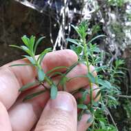 Image of Sedum quevae