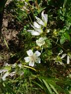 Image of Douglas' meadowfoam