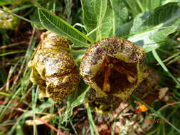 Sivun Pachycarpus grandiflorus subsp. grandiflorus kuva