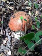 Image of Leccinum manzanitae Thiers 1971