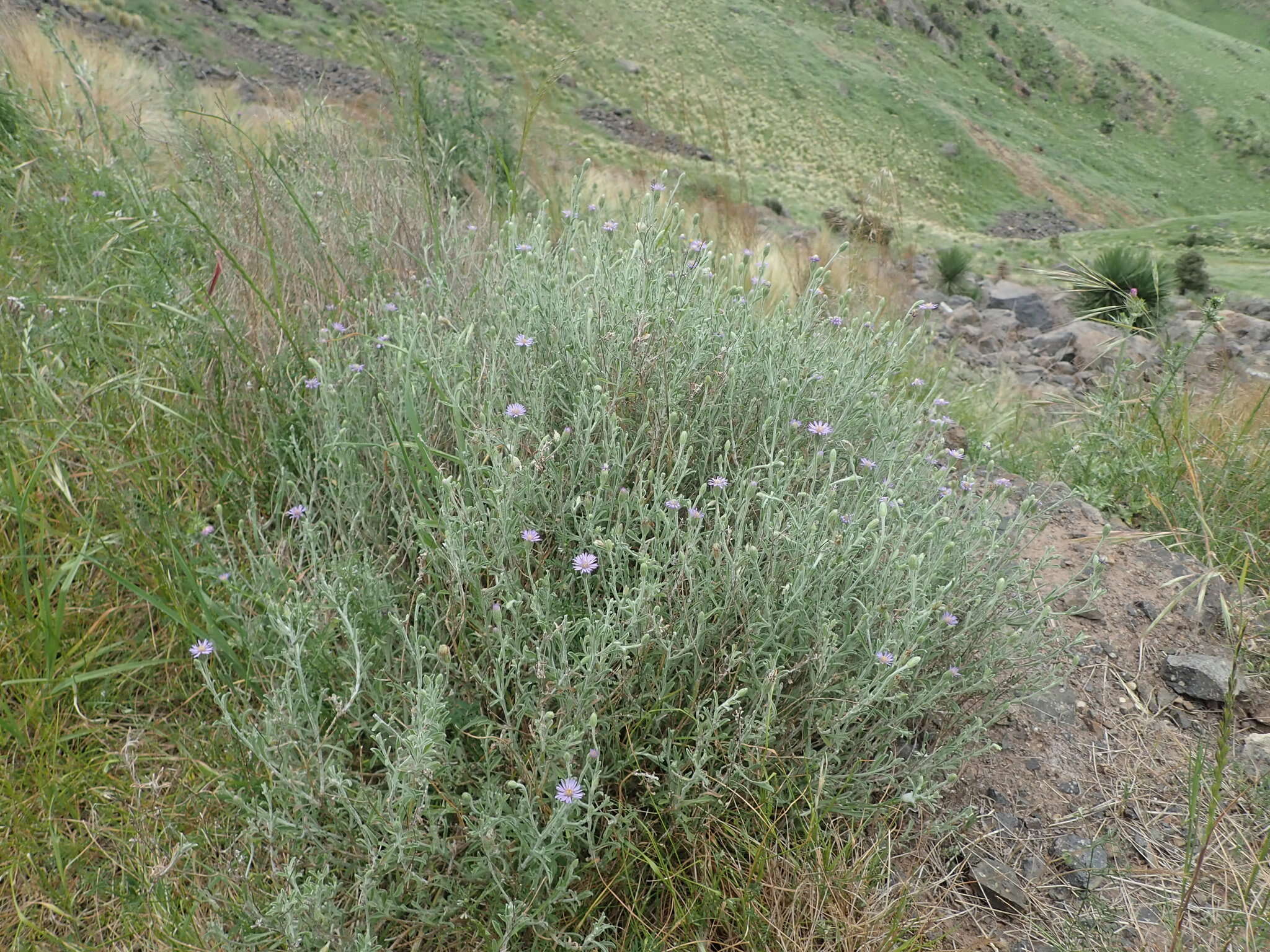 Imagem de Vittadinia gracilis (Hook. fil.) N. T. Burb.