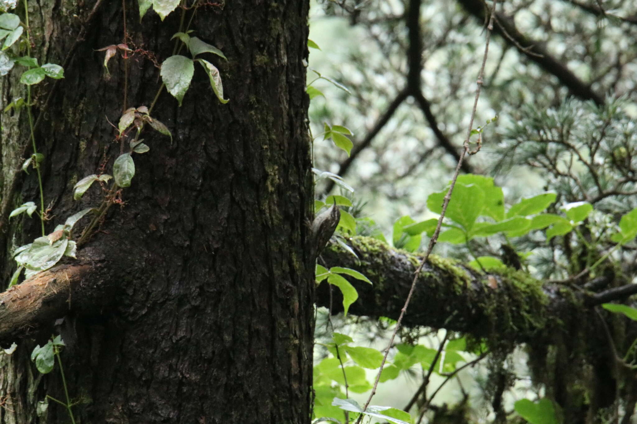 Image of Hodgson's Treecreeper