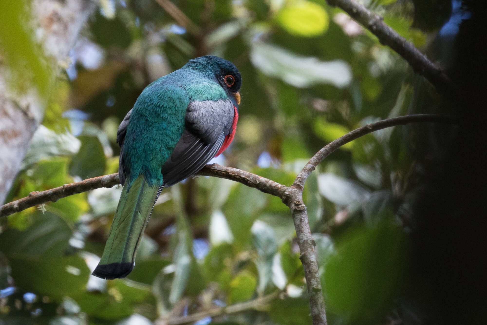 Imagem de Trogon personatus Gould 1842