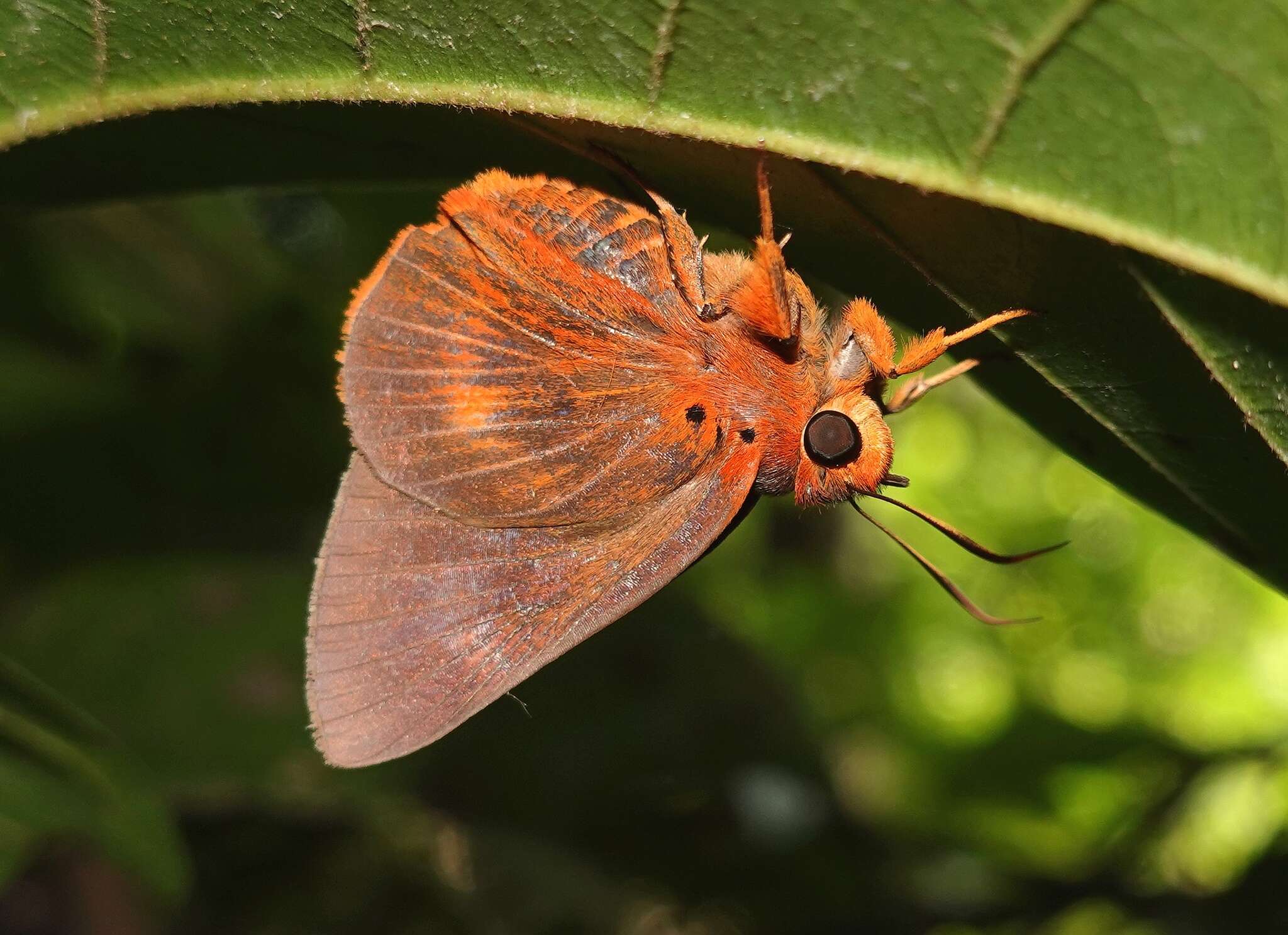 Image of Bibasis oedipodea Swainson 1820