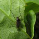 Sivun Demeijerea rufipes (Linnaeus 1761) kuva