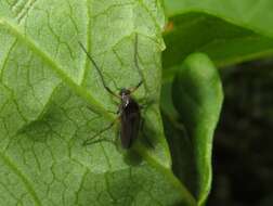 Demeijerea rufipes (Linnaeus 1761) resmi