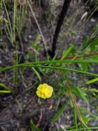 Image of Xyris juncea R. Br.