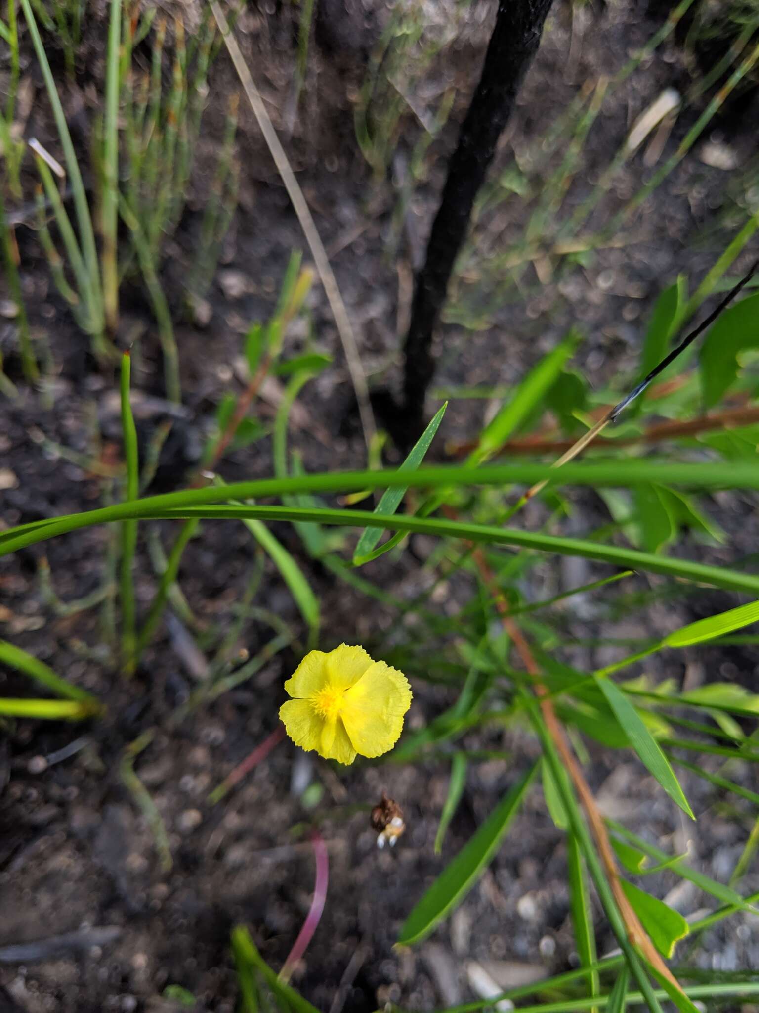 Image of Xyris juncea R. Br.