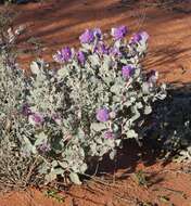 Image of Solanum lasiophyllum Dun.