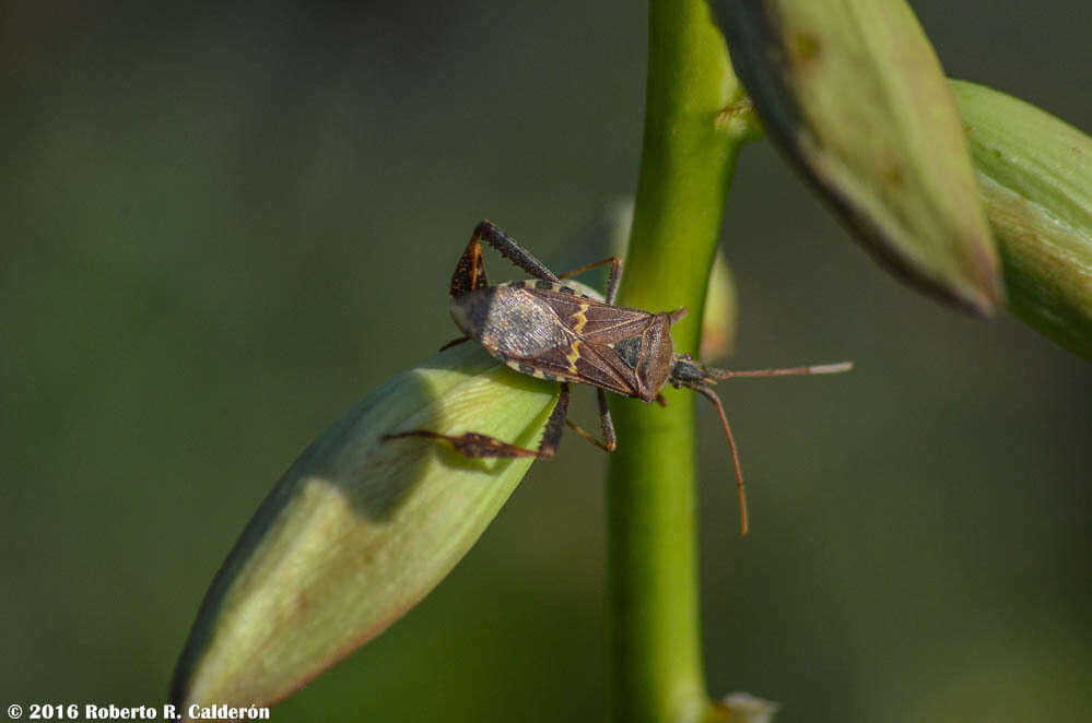 Image of western leaf-footed bug