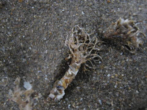 Image of sandmason worm or sand mason worm