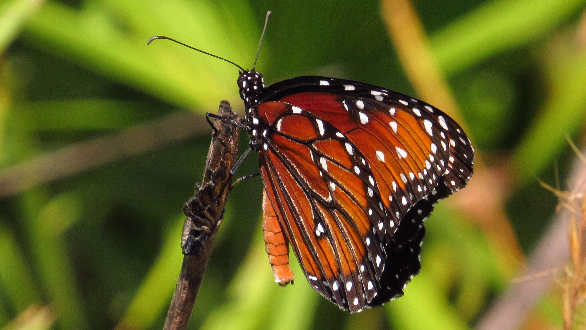 صورة Danaus (Anosia) gilippus subsp. berenice Cramer 1779