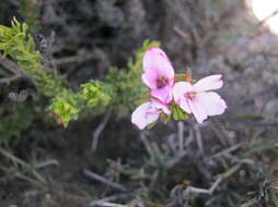 Image of Adenandra dahlgrenii Strid