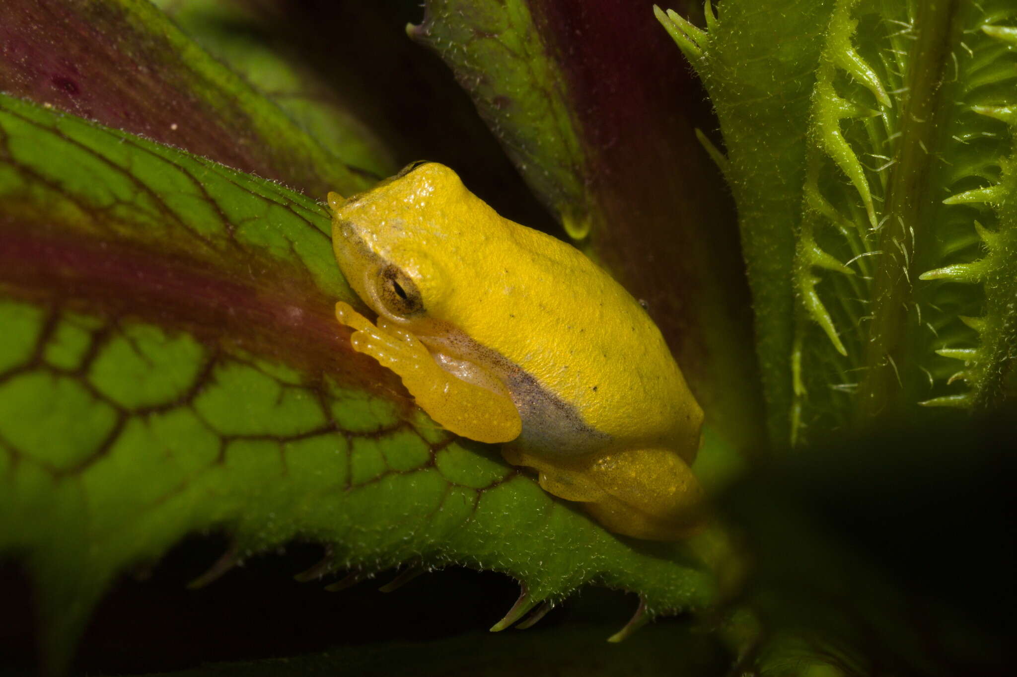 Imagem de Dendropsophus sanborni (Schmidt 1944)