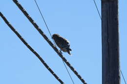 Image of Red-shouldered Hawk