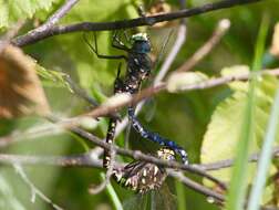 Image of Variable Darner