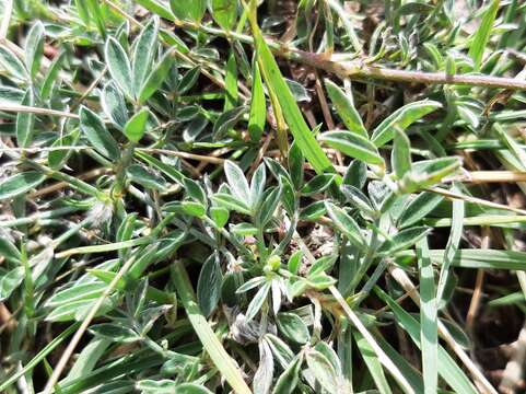 Image of Trailing Indigo Bush