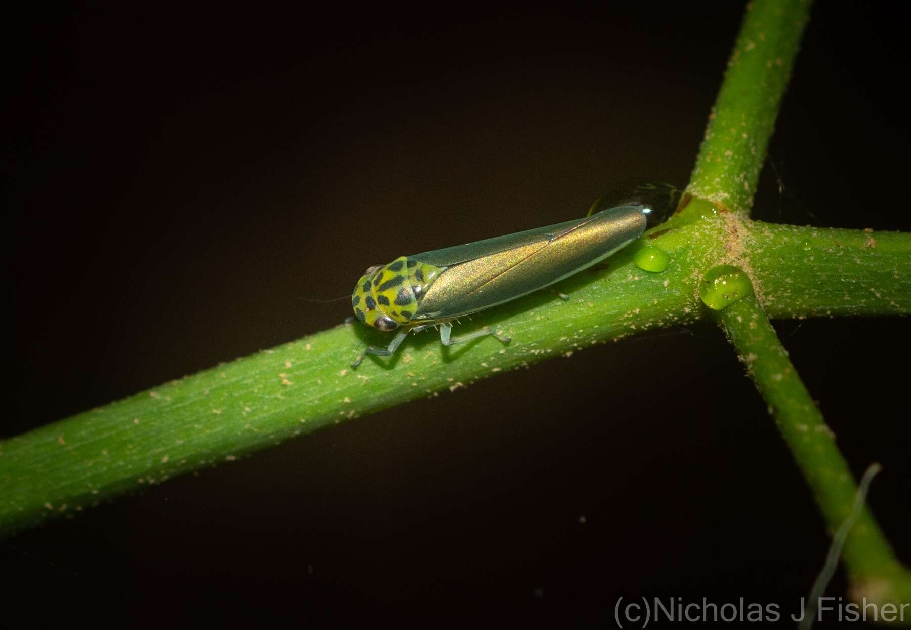 Image of Ishidaella tumida (Evans 1966)