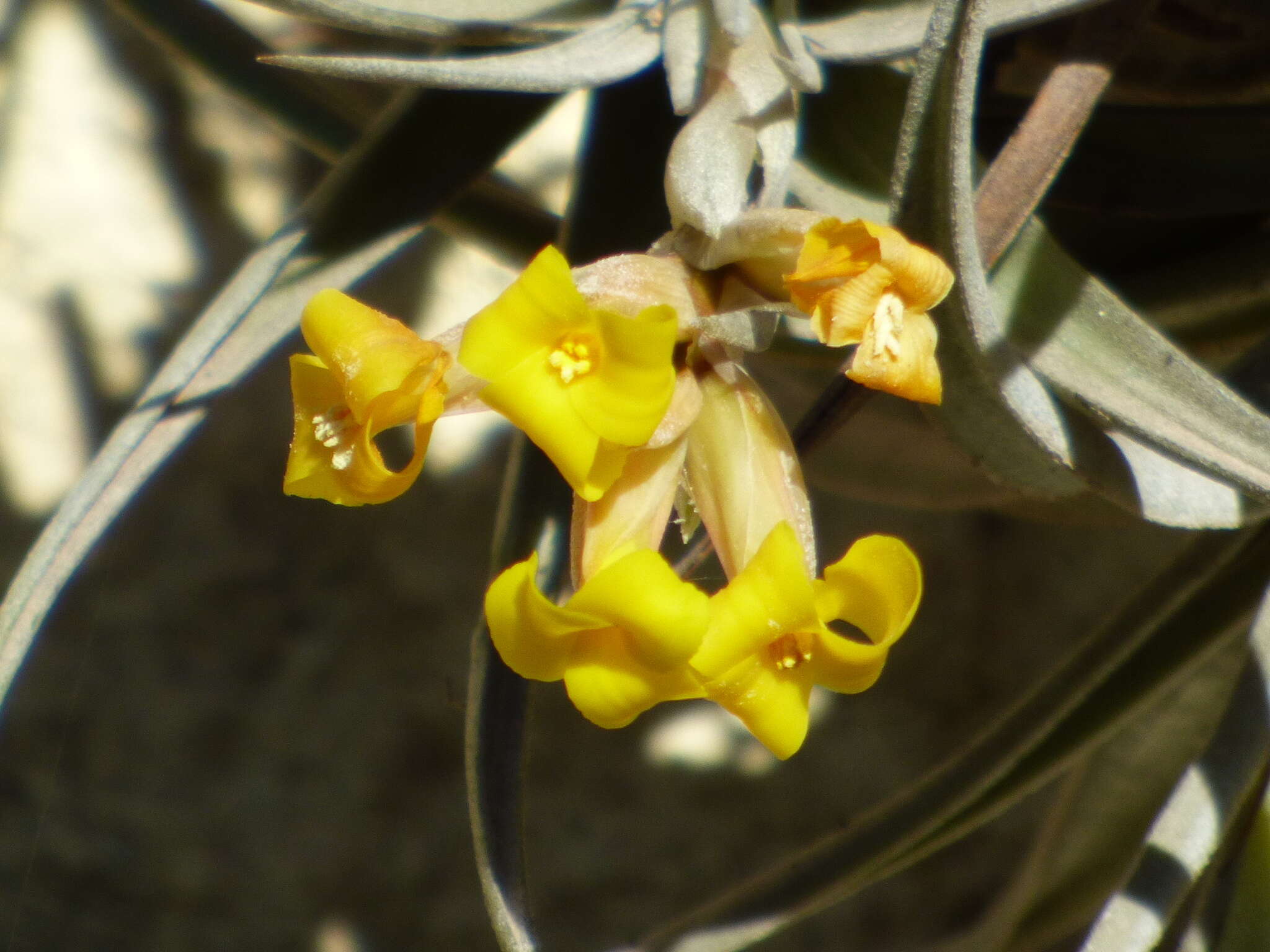 Image of Tillandsia ixioides Griseb.