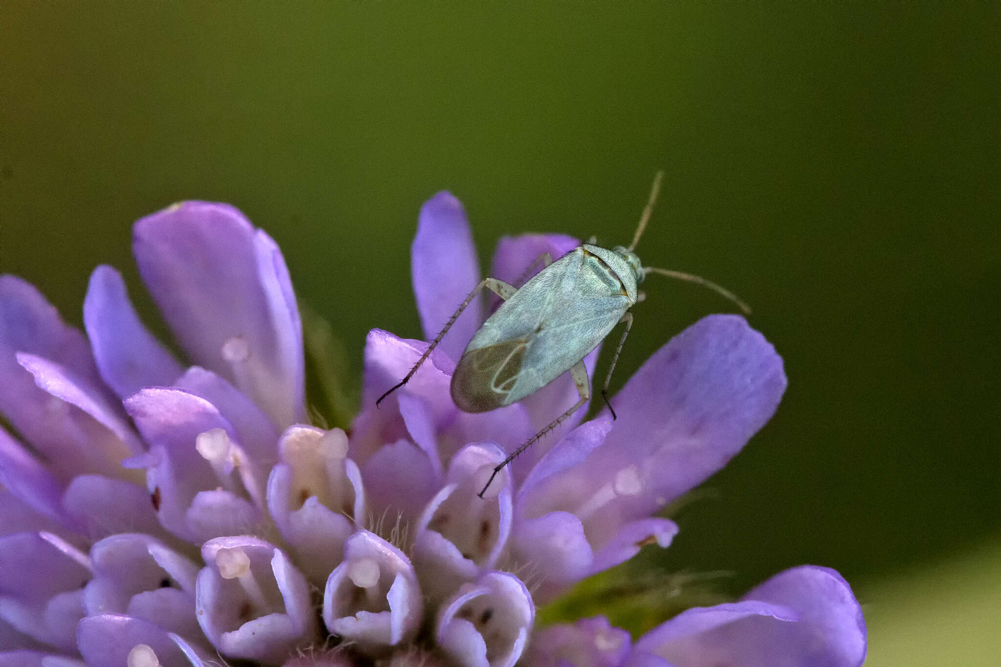 Sivun Placochilus kuva