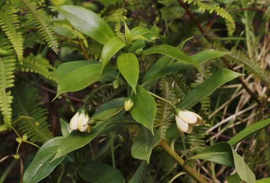 Image of Kokee Island-Loosestrife