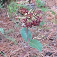 Image of mahogany milkweed