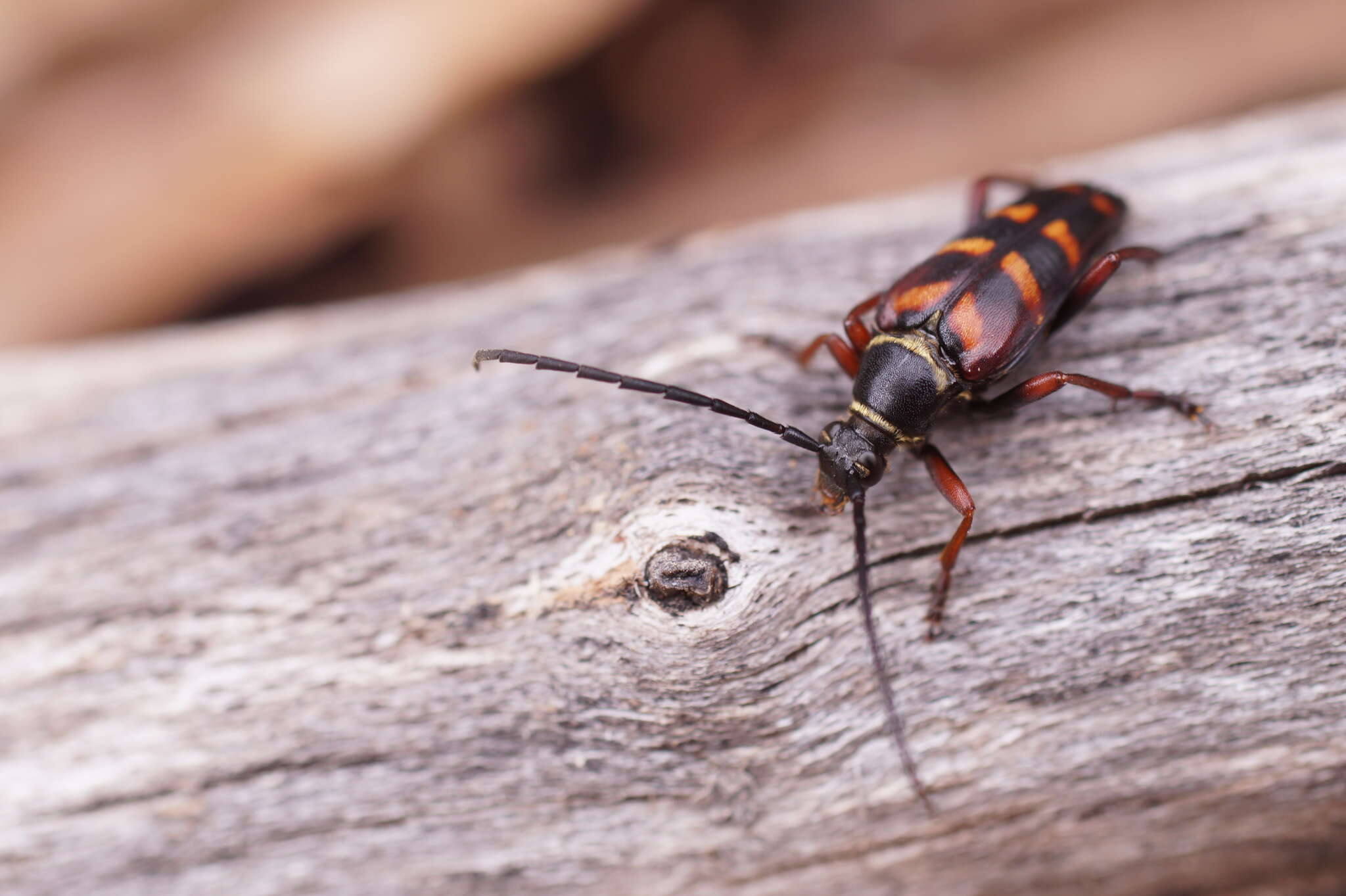 Image of Leptura aurulenta Fabricius 1793