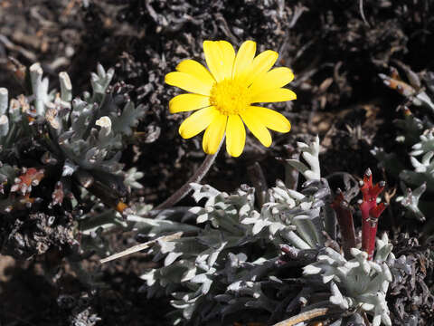 Image of Euryops othonnoides (DC.) B. Nordenst.