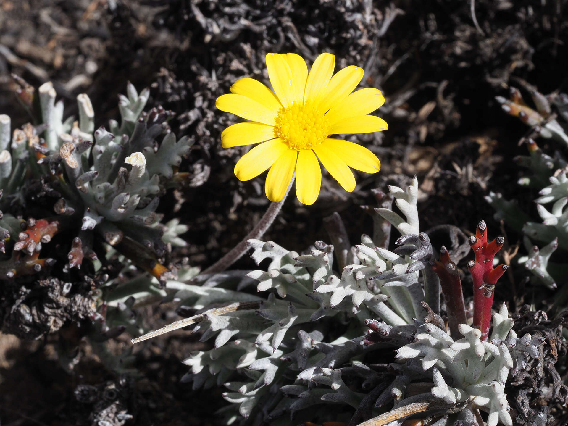 Imagem de Euryops othonnoides (DC.) B. Nordenst.