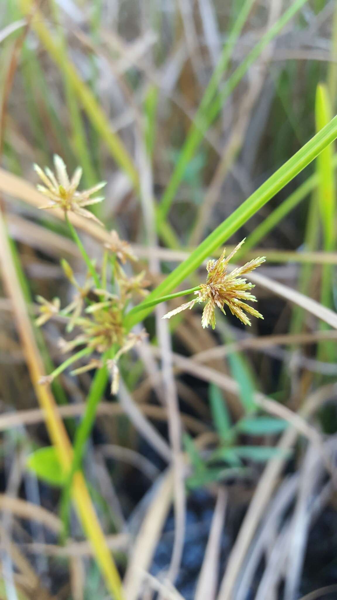 Image of haspan flatsedge