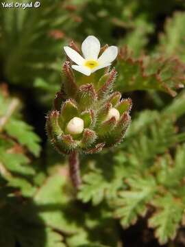 Image of greater rockjasmine