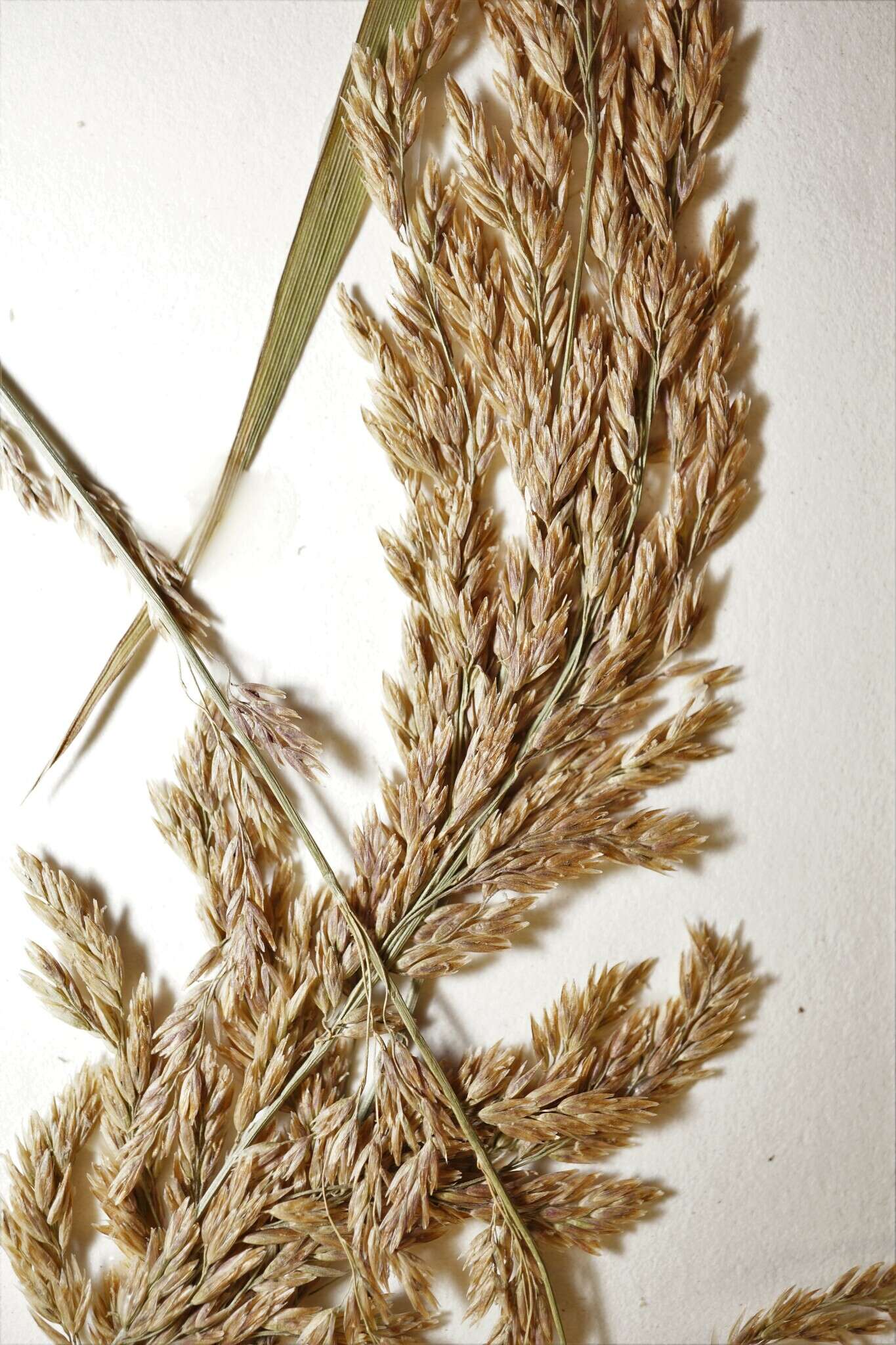 Image of wideleaf polargrass