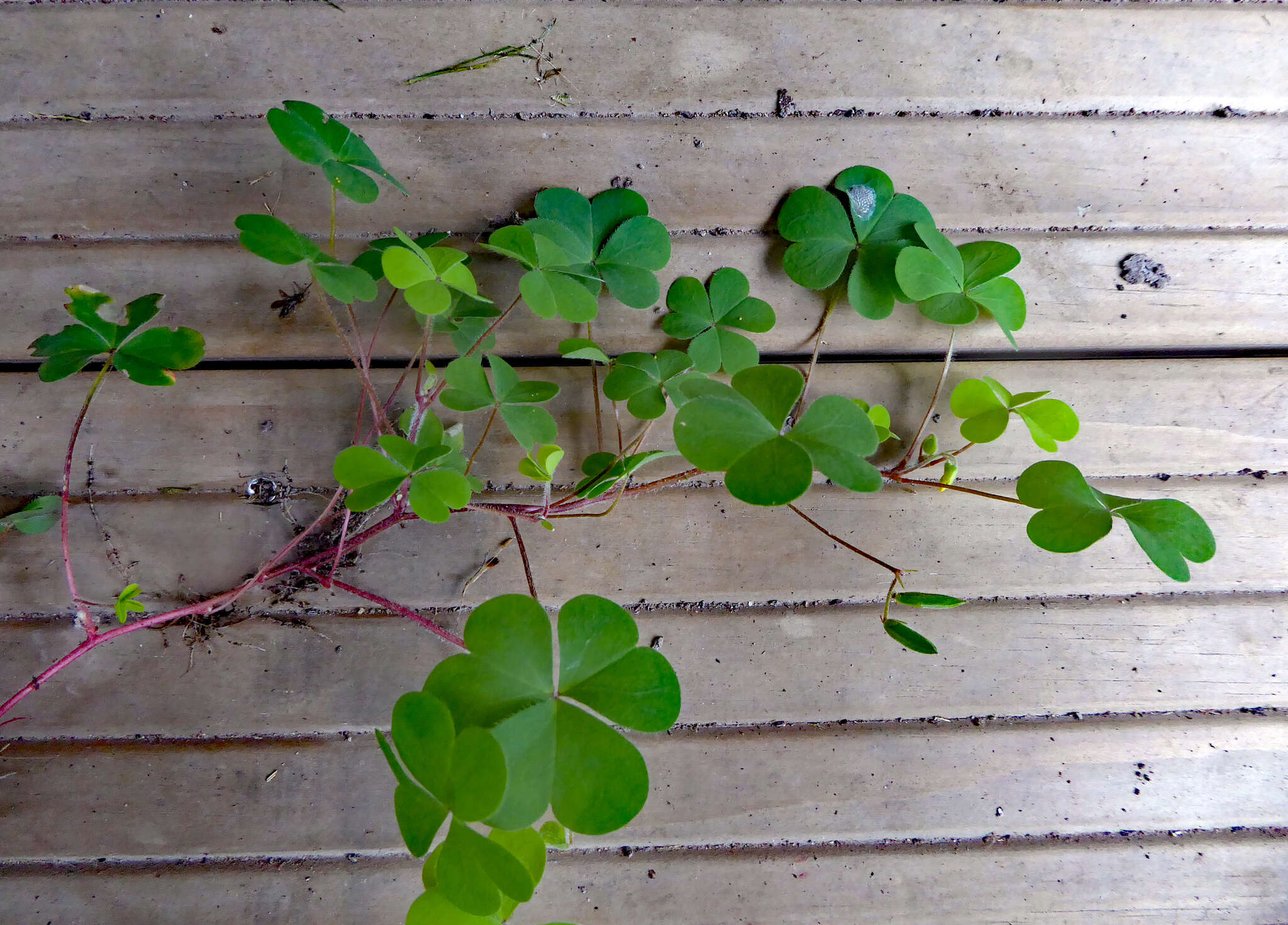 Image of Oxalis corniculata var. corniculata