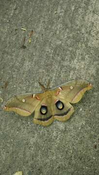 Image de Antheraea oculea (Neumoegen 1883)